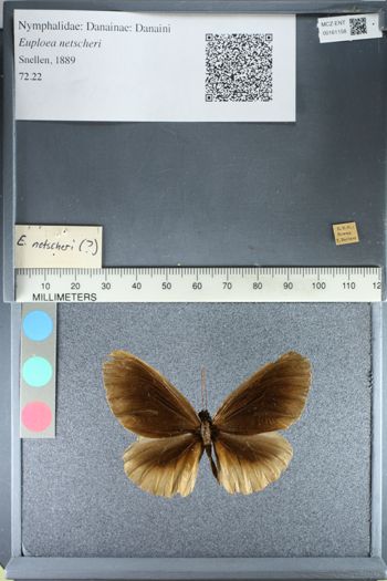 Media type: image;   Entomology 161158